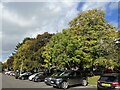 Trees alongside hospital car park