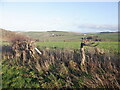 Remains of a hedge, Samieston