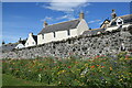 Wildflowers by the wall, Portsoy