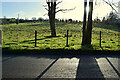 Trees and shadows, Glebe