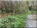 Pearl Brook flooding the path