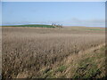 NO3808 : Standing barley, Union by Richard Webb