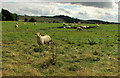 SP0933 : Sheep by Winchcombe Way by Derek Harper