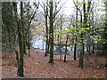 NY1521 : River Cocker at Lanthwaite Wood, near Cockermouth by Malc McDonald