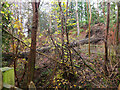 Tree across the Ladhope Burn