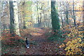 Track in beech woodland, off Church Road