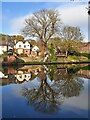 Winter tree reflection