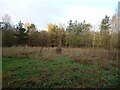 A peculiar glade in the middle of planted woodland