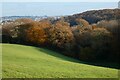 Pasture and woodland, Truro