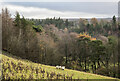 Sheep at western end of Clapshaw Plantation