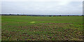 Staffordshire farmland near Bishopswood