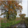 Bridleway east of Bishopswood in Staffordshire