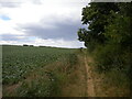 Field edge footpath north east of Church Warsop