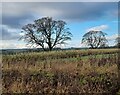 Wintry trees near Sharpley