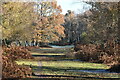 New Forest path at Blackhill