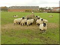 Black-faced sheep