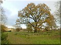 Enclosed oak, Chase Garth, Easingwold