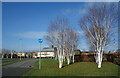 Silver Birches by the Cycleway