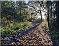 Bridleway and woodland at the Kingsford Forest Park