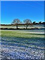 Winter trees in a hedgerow