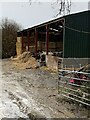 Lunchtime for the cows in the barn