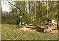 New Earswick Nature Reserve ? Tree surgeon at work