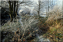 H4772 : Frosty path along the Camowen River by Kenneth  Allen