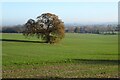 SO7740 : Oak tree in an arable field by Philip Halling