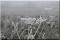 TQ4872 : Hoar frost, Foots Cray Meadows by David Martin