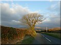 Tree silhouetted against Dartmoor, near North Brentor