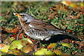 A fieldfare (Turdus pilaris)