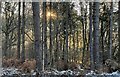 TQ1926 : Winter sun in Lodgesale Wood by Ian Cunliffe