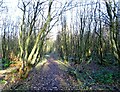 Footpath through Greencroft Woods