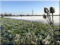 TL2799 : Frozen teasels and ice skaters on Whittlesey Wash - The Nene Washes by Richard Humphrey