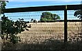 Horse in a field in Rabley Heath