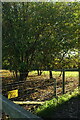 Fence and trees, Lower Bradley Farm