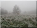 Fog and frost on East Wickham Open Space