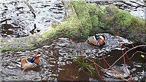 NS3982 : Mandarins on the River Leven at Balloch by Pete Marrison