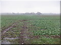 Oilseed rape near Belshiel