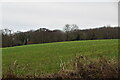 Farmland by South Street Rd