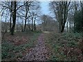 Path in Rownest Wood