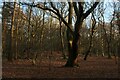 Middleton Woods without the Bluebells