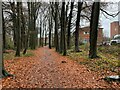 Footpath in The Spinney