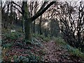 Path and woodland at Mount Segg