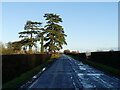 Roadside conifers in Green Street, Redwick