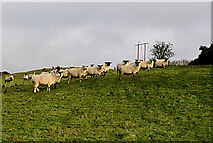 H5572 : Sheep, Bracky by Kenneth  Allen