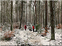 NH6455 : Path through Bellton Wood by Julian Paren