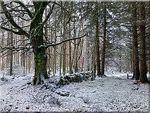 NH6356 : Wall and beech tree in Bellton Wood by Julian Paren