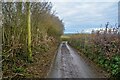 Littleham : Country Lane