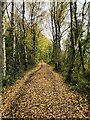 Silver Birch lined Derwent Walk